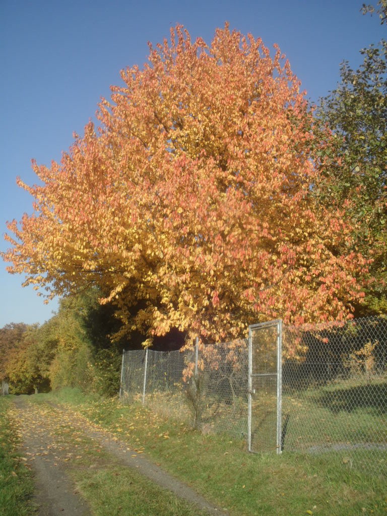 Herbst2010